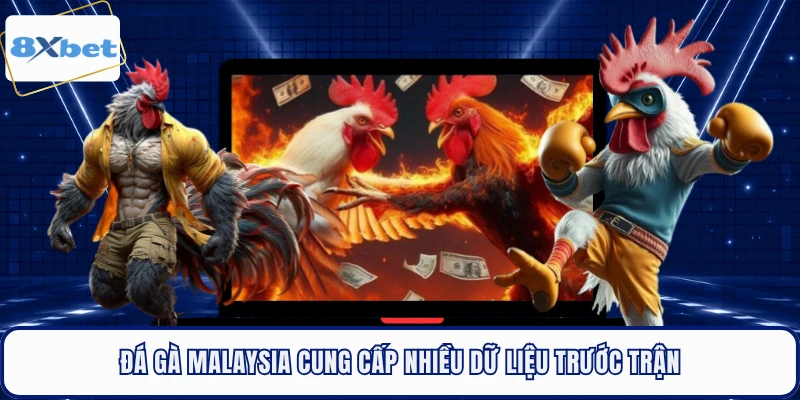 Đá gà Malaysia cung cấp nhiều dữ liệu trước trận