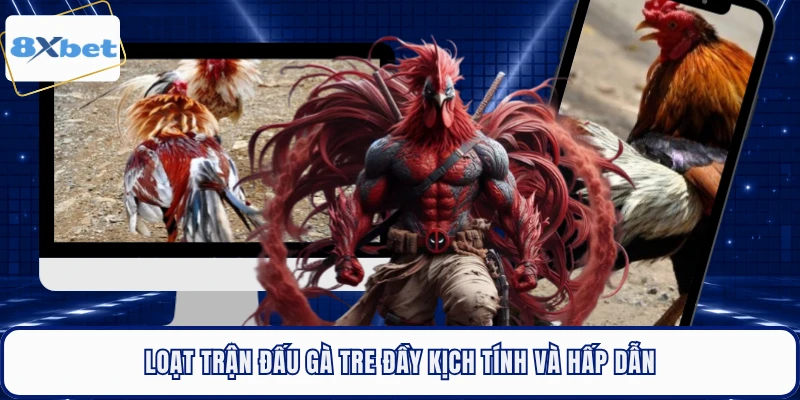 Loạt trận đấu gà tre đầy kịch tính và hấp dẫn