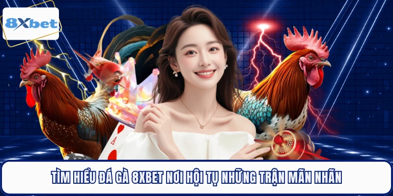 Tìm hiểu đá gà 8XBET nơi hội tụ những trận mãn nhãn 