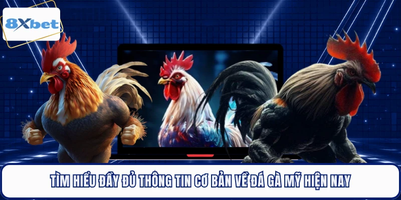 Tìm hiểu đầy đủ thông tin cơ bản về đá gà Mỹ hiện nay